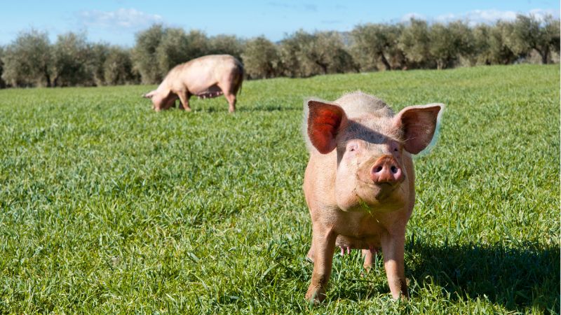 Giá heo hơi hôm nay 25/2 tại miền Trung, Tây Nguyên