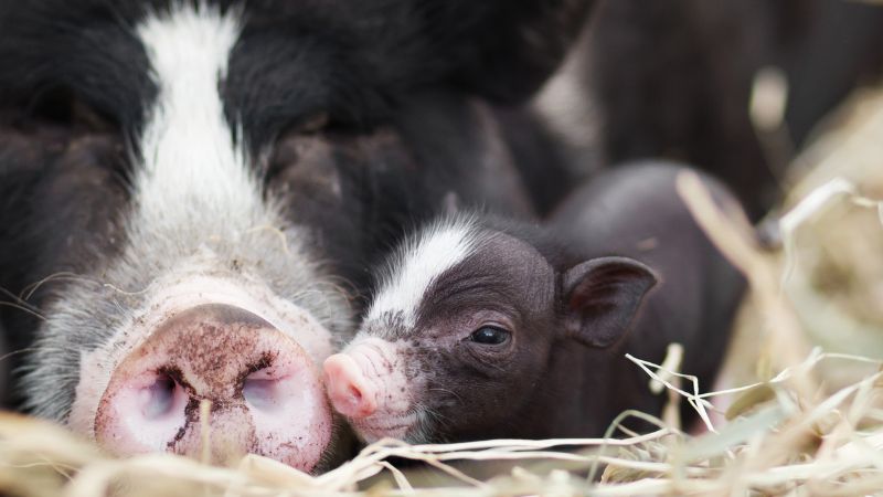 Giá heo hơi hôm nay 25/2 tại miền Nam