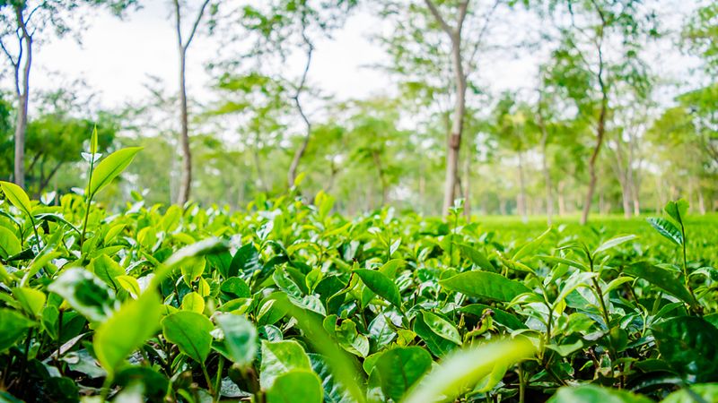 What is Assam tea? Amazing health benefits of assam tea