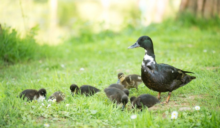 Giá gia cầm hôm nay 27/02/2023: Tuần mới, biểu đồ giá đi ngang