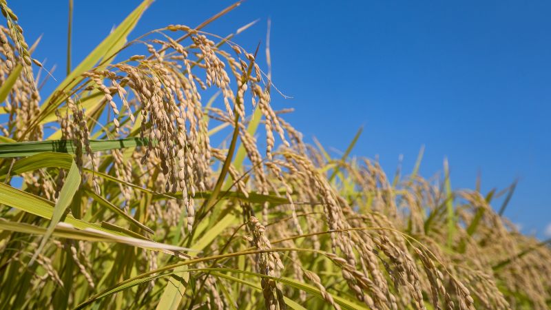 Giá lúa hôm nay 27/02 Giá lúa hôm nay 27/02