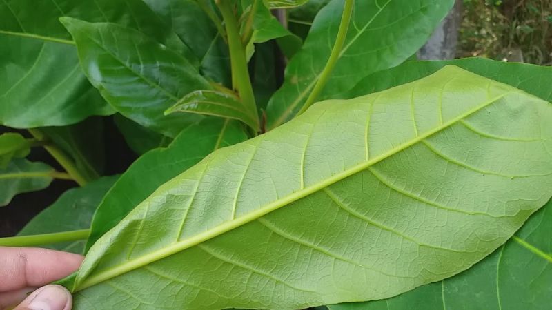 Banyan leaves help reduce symptoms of inflammation and assist in healing wounds