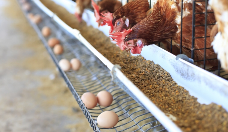 Giá gia cầm hôm nay 28/02/2023: Gà Minh Dư biến động, vịt phía Nam giảm nhẹ