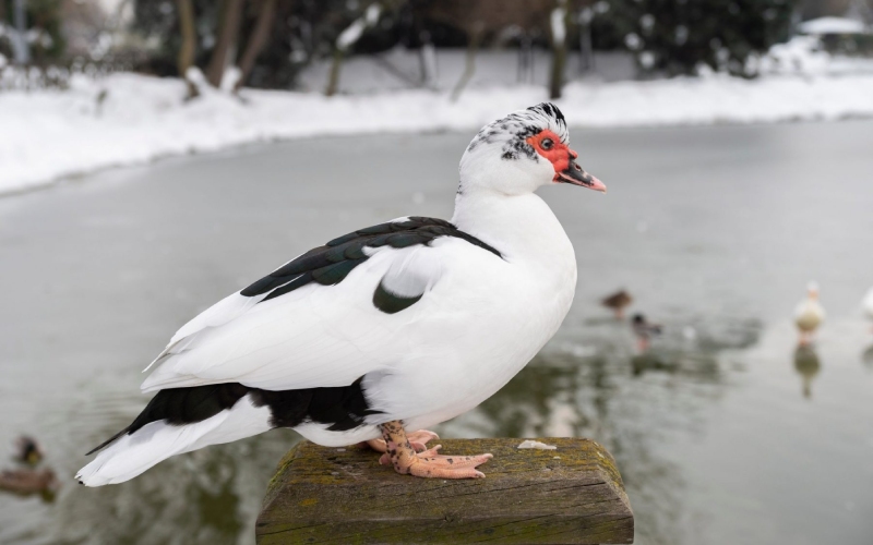 Giá vịt hôm nay ngày 01/03 Giá vịt hôm nay ngày 01/03