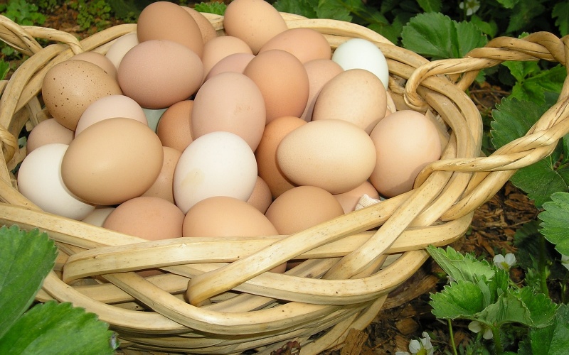 Giá trứng gà hôm nay ngày 01/03 Giá trứng gà hôm nay ngày 01/03