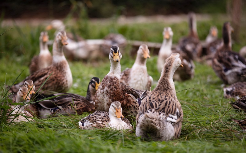 Giá vịt hôm nay ngày 02/03