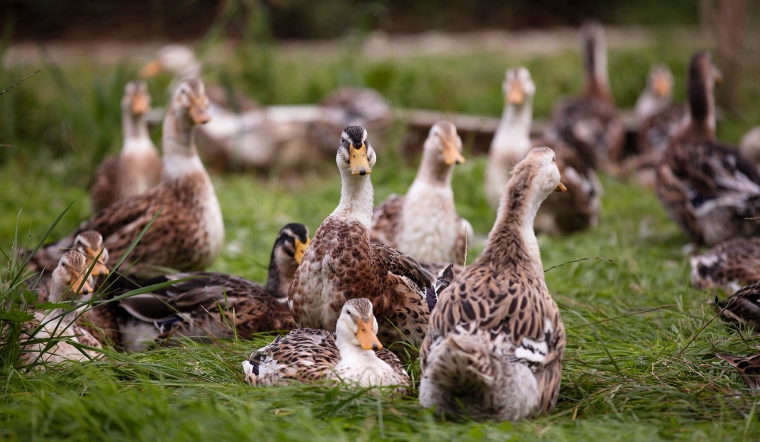 Giá gia cầm hôm nay 02/03/2023: Giá gà giảm nhẹ, giá vịt có xu hướng tăng