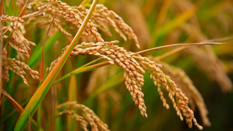 Giá lúa hôm nay 02/3