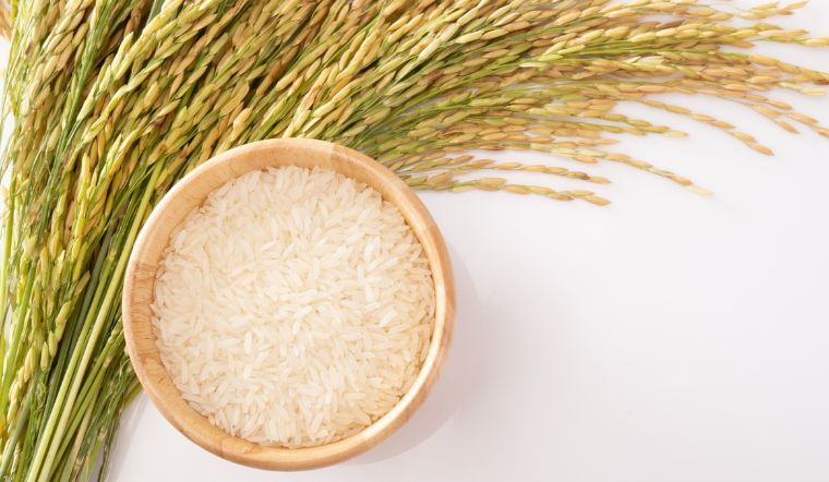 Giá lúa gạo hôm nay 02/3/2023: Lúa Nàng Hoa 9 giảm 400 đồng/kg