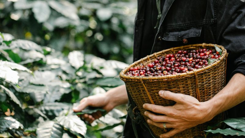 Giá cà phê trong nước hôm nay Giá cà phê trong nước hôm nay