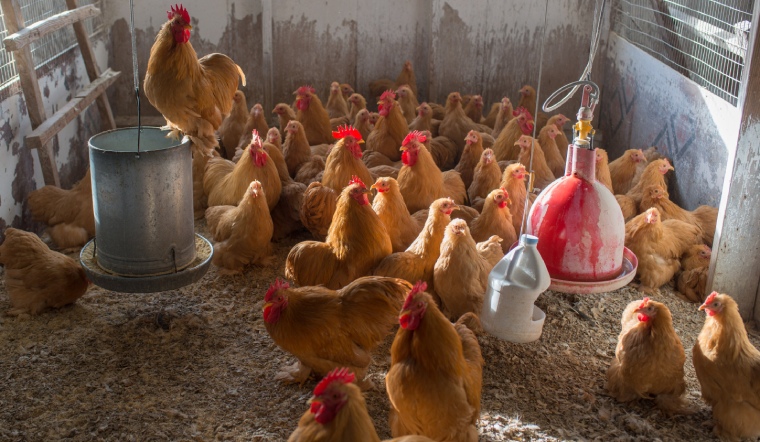 Giá gia cầm hôm nay 03/03/2023: Tạm thời chững giá