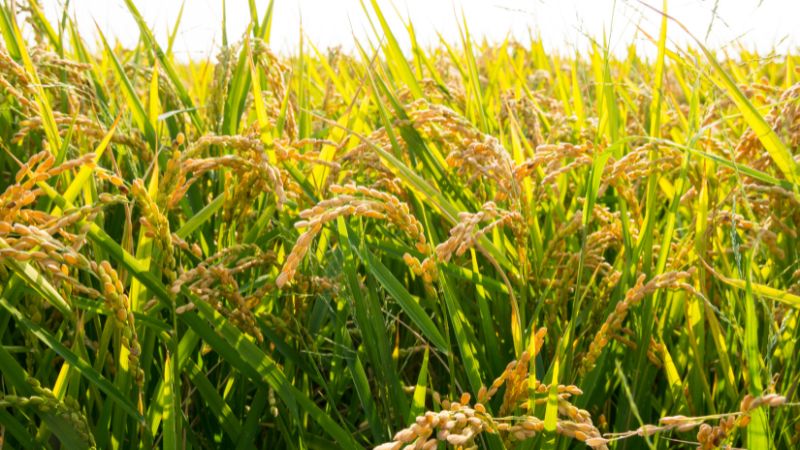 Giá lúa hôm nay 03/3