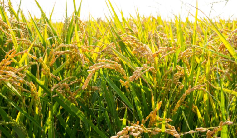 Giá lúa gạo hôm nay 03/3/2023: Tăng giảm trái chiều ở các giống lúa