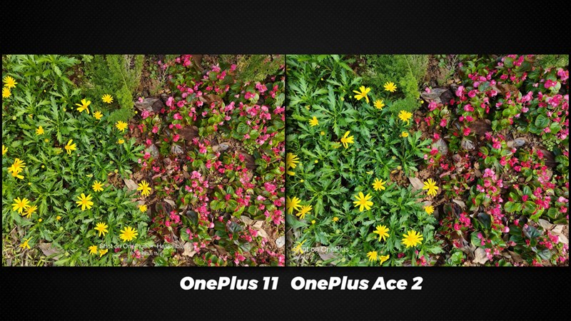 So sánh ảnh chụp bởi OnePlus Ace 2 và OnePlus 11 trong điều kiện đủ sáng