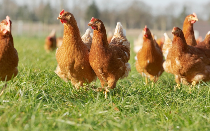 Giá gà hôm nay ngày 04/03