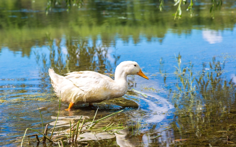 Giá vịt hôm nay ngày 04/03