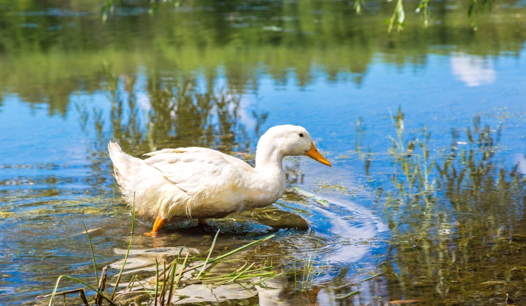 Giá gia cầm hôm nay 04/03/2023: Thêm một ngày bình ổn