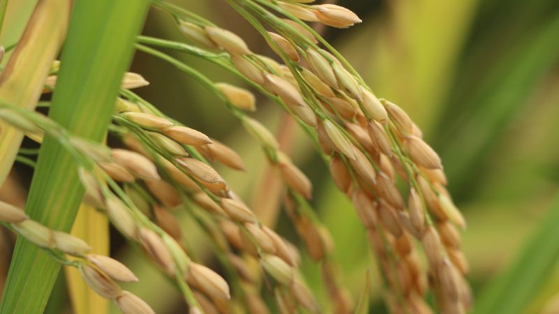 Giá lúa hôm nay 04/3 Giá lúa hôm nay 04/3