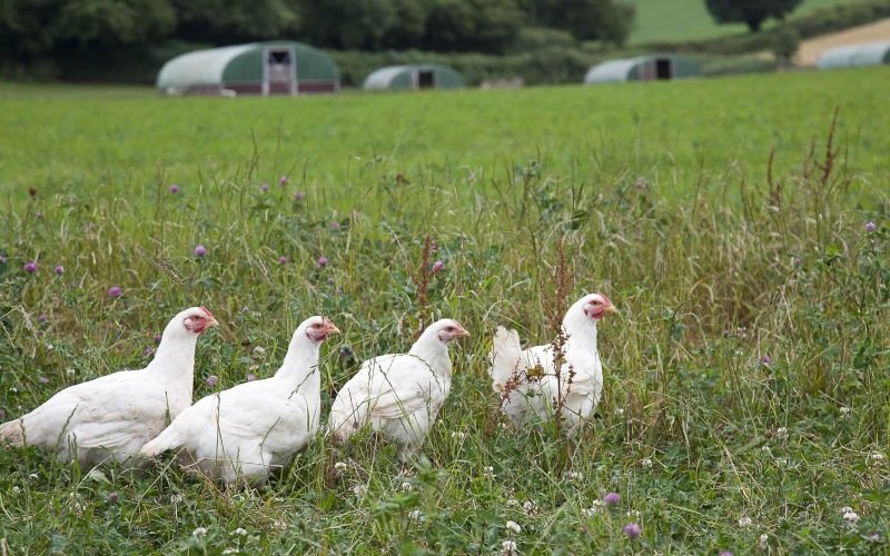 Giá gà hôm nay ngày 06/03