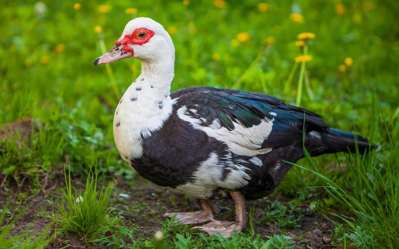 Giá vịt hôm nay ngày 06/03