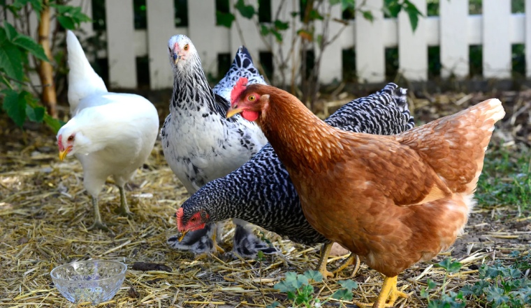 Giá gia cầm hôm nay 06/03/2023: Giá vịt tăng đồng loạt ngày đầu tuần