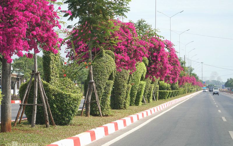 Giàn hoa giấy đường Vi Ba