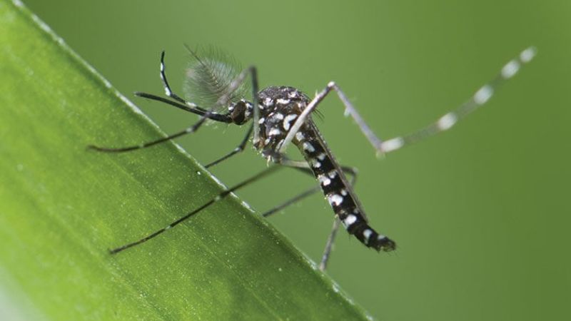 Mỗi loại muỗi thường sẽ mang một chủng bệnh khác nhau