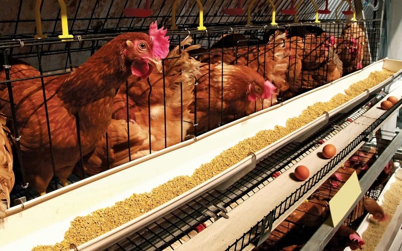Giá gia cầm hôm nay 07/03/2023: Vịt tăng mạnh, gà giảm, trứng gà có biến động