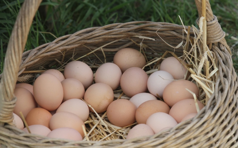 Giá trứng gà hôm nay ngày 07/03