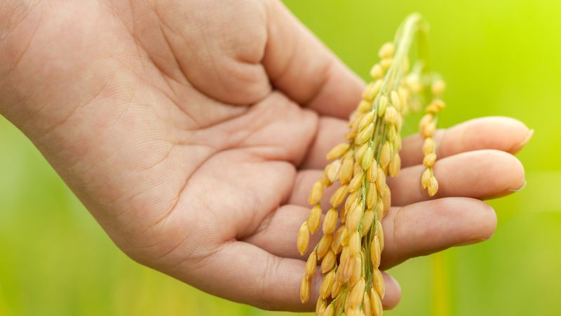 Giá lúa hôm nay 07/3