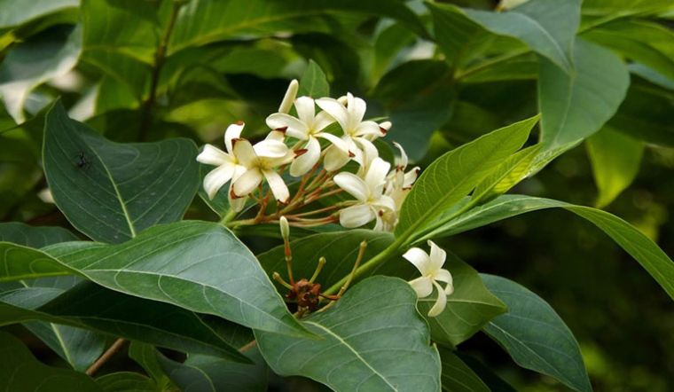 Mộc hoa trắng là hoa gì? Tìm hiểu ý nghĩa và tác dụng mộc hoa trắng