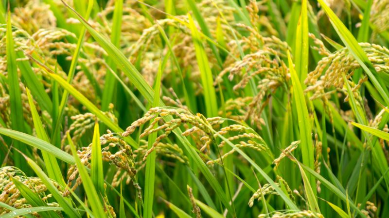 Giá lúa hôm nay 08/3 Giá lúa hôm nay 08/3