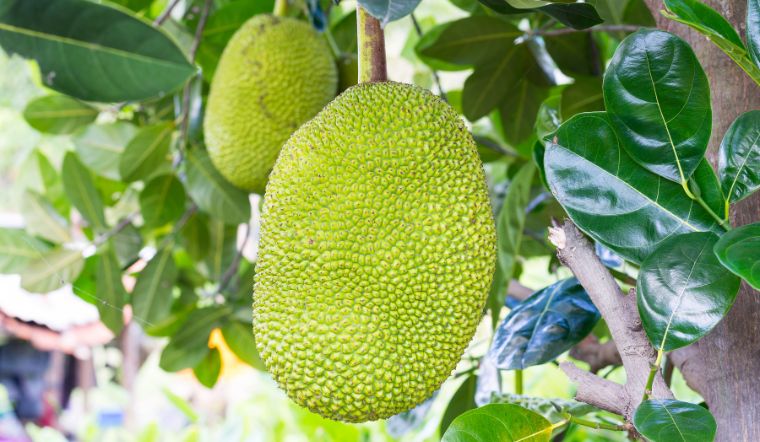 Giá mít Thái hôm nay 08/03/2023: Giá cao nhất là 50.000đ/kg