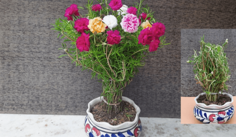 Bonsai hoa mười giờ: Cách trồng, chăm sóc, hình ảnh đẹp nhất