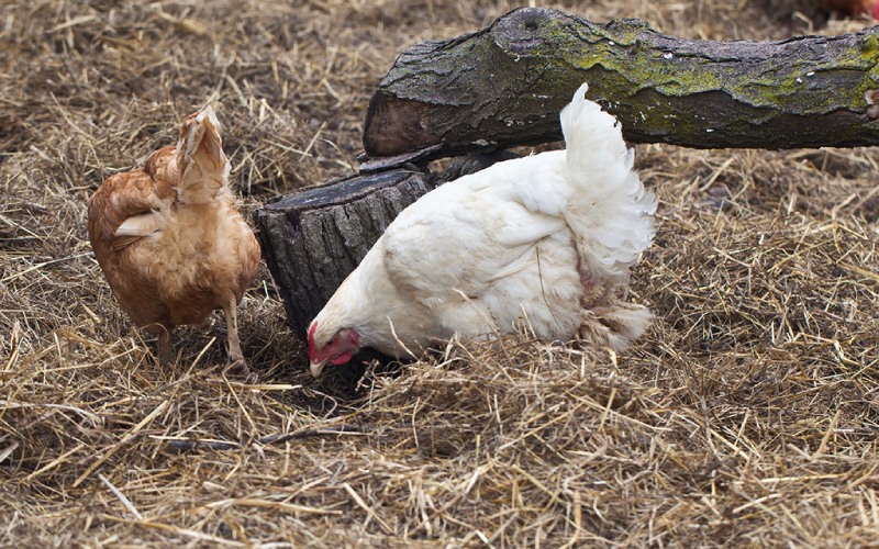 Giá gà hôm nay ngày 09/03