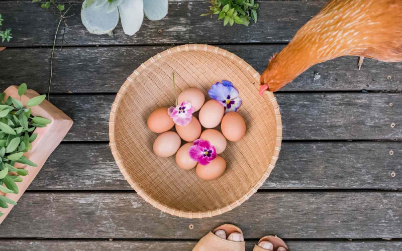 Giá trứng gà hôm nay ngày 09/03