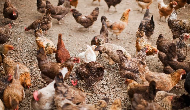 Giá gia cầm hôm nay 09/03/2023: Vịt giảm đến 6.000 VNĐ/kg