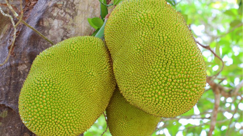 Giá mít Thái hôm nay 09/03/2023