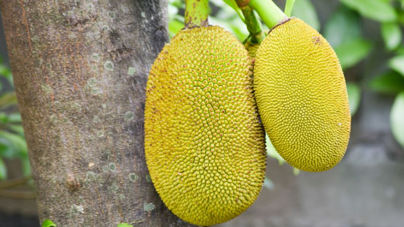 Vì sao giá mít Kem tăng giá?