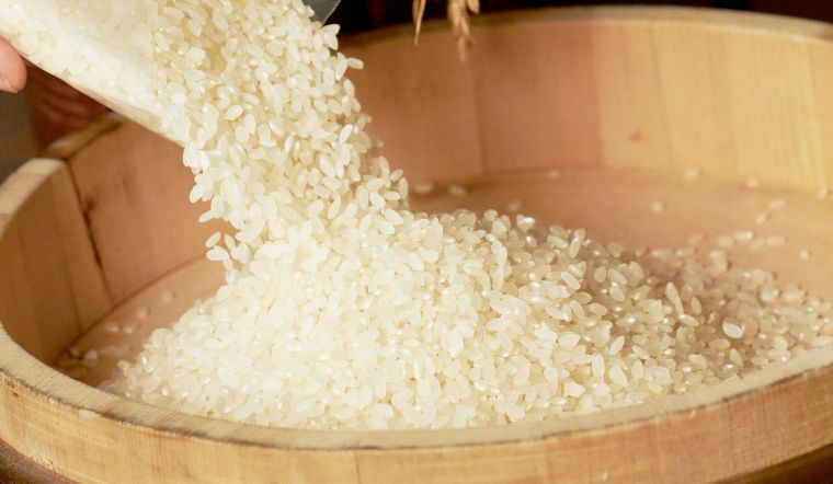 Giá lúa gạo hôm nay 10/3/2023: Các loại giống lúa đồng loạt giảm giá