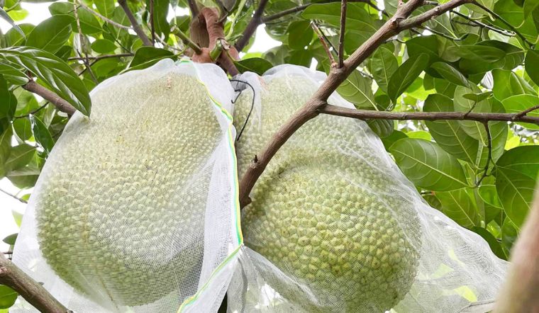 Giá mít Thái hôm nay 10/03/2023: Giá bất ngờ giảm 4.000đ/kg