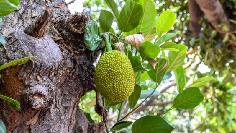 Mít ra trái nhiều trên đọt phải làm sao?