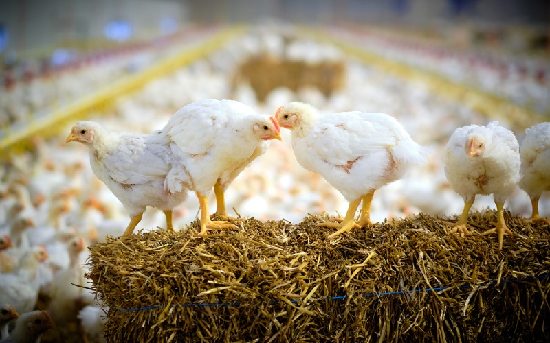 Giá gà hôm nay ngày 11/03