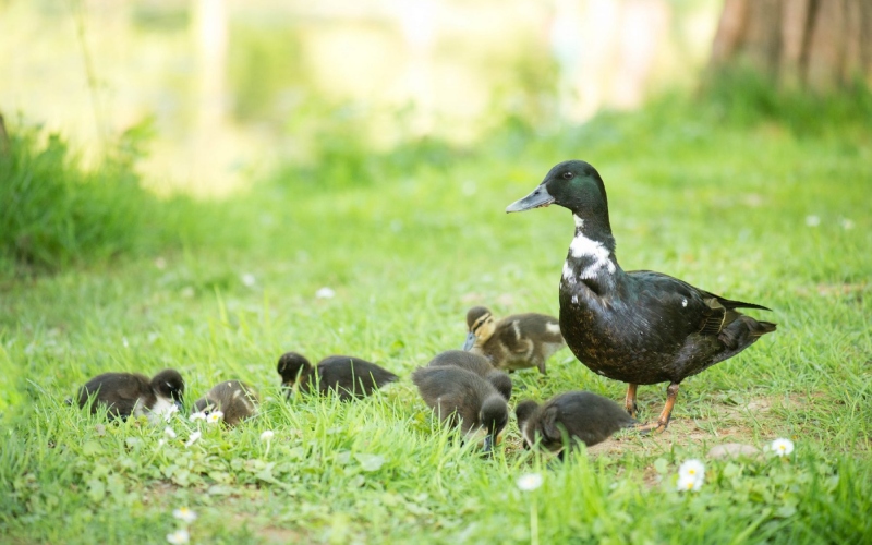 Giá vịt hôm nay ngày 11/03