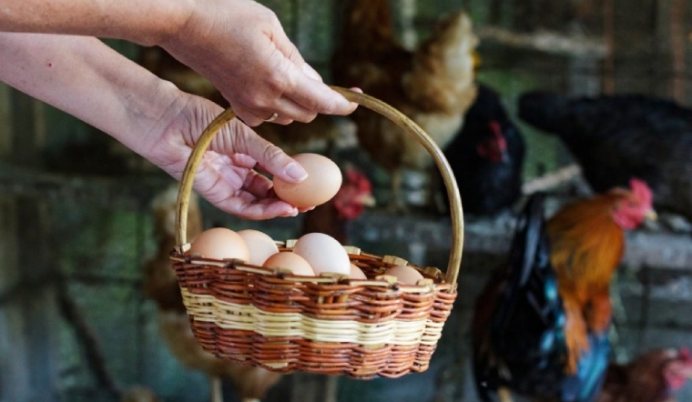 Giá gia cầm hôm nay 11/03/2023: Cuối tuần, gà và vịt có nhiều biến động