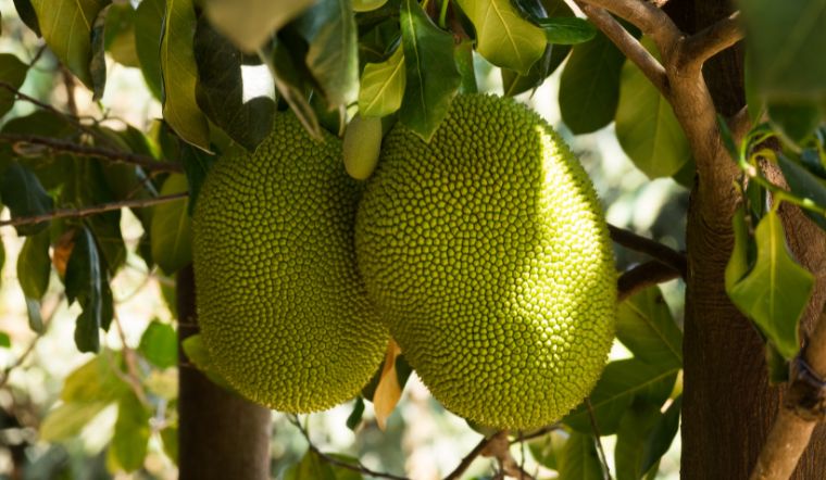 Giá mít Thái hôm nay 11/03/2023: Giá mít cao nhất chỉ còn 46.000đ