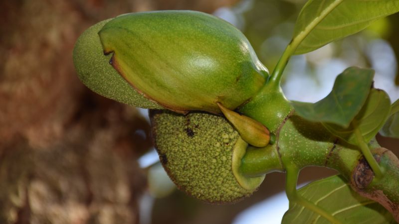 Mít ra trái nhiều trên đọt phải làm sao?