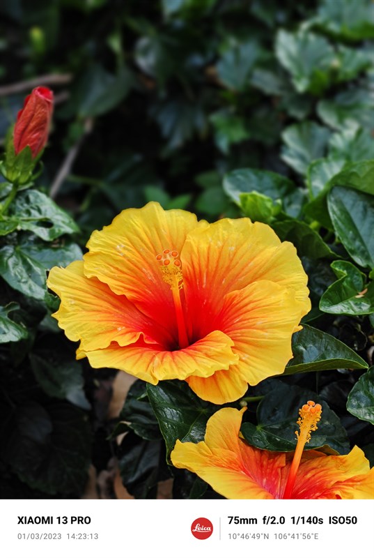 Ảnh chụp xóa phông tiêu cự 75 mm từ camera Xiaomi 13 Pro. Ảnh chụp xóa phông tiêu cự 75 mm từ camera Xiaomi 13 Pro.