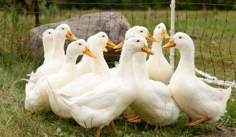 Giá gia cầm hôm nay 13/03/2023: Đầu tuần giá bán ổn định