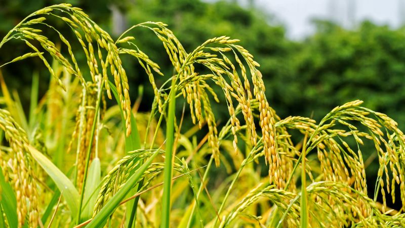 Giá lúa hôm nay 13/3